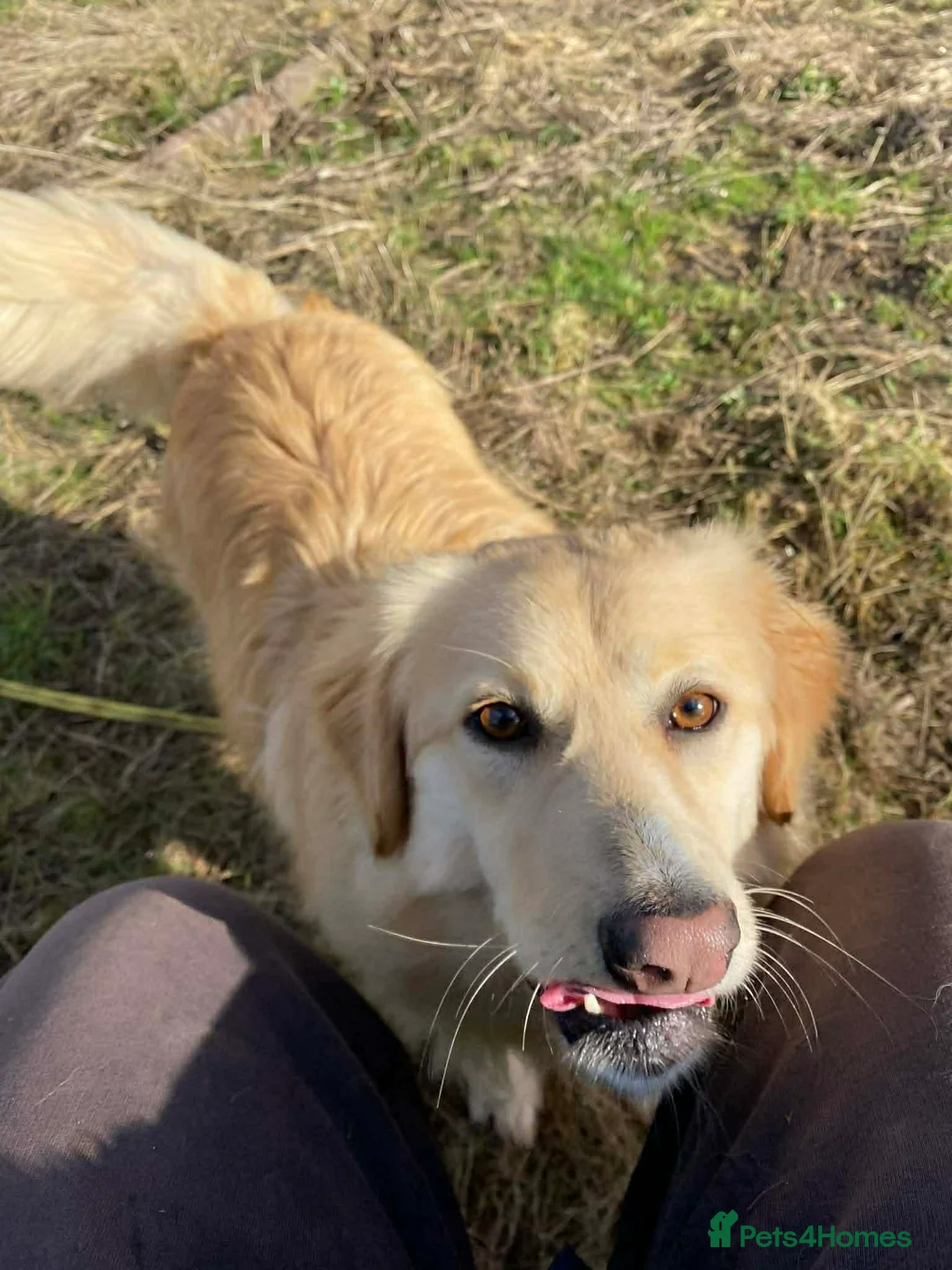 Mixed Breed dogs for adoption: PERDY - Advert 2