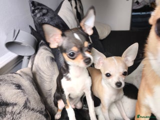 Chihuahua dogs - Advert 13