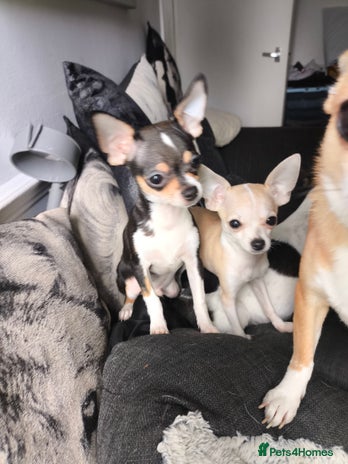 Chihuahua dogs - Advert 17