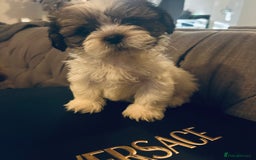 Shih Tzu dogs for sale: 🐶✨ Beautiful Shih Tzu Puppies for Sale! ✨🐶 - Image 2