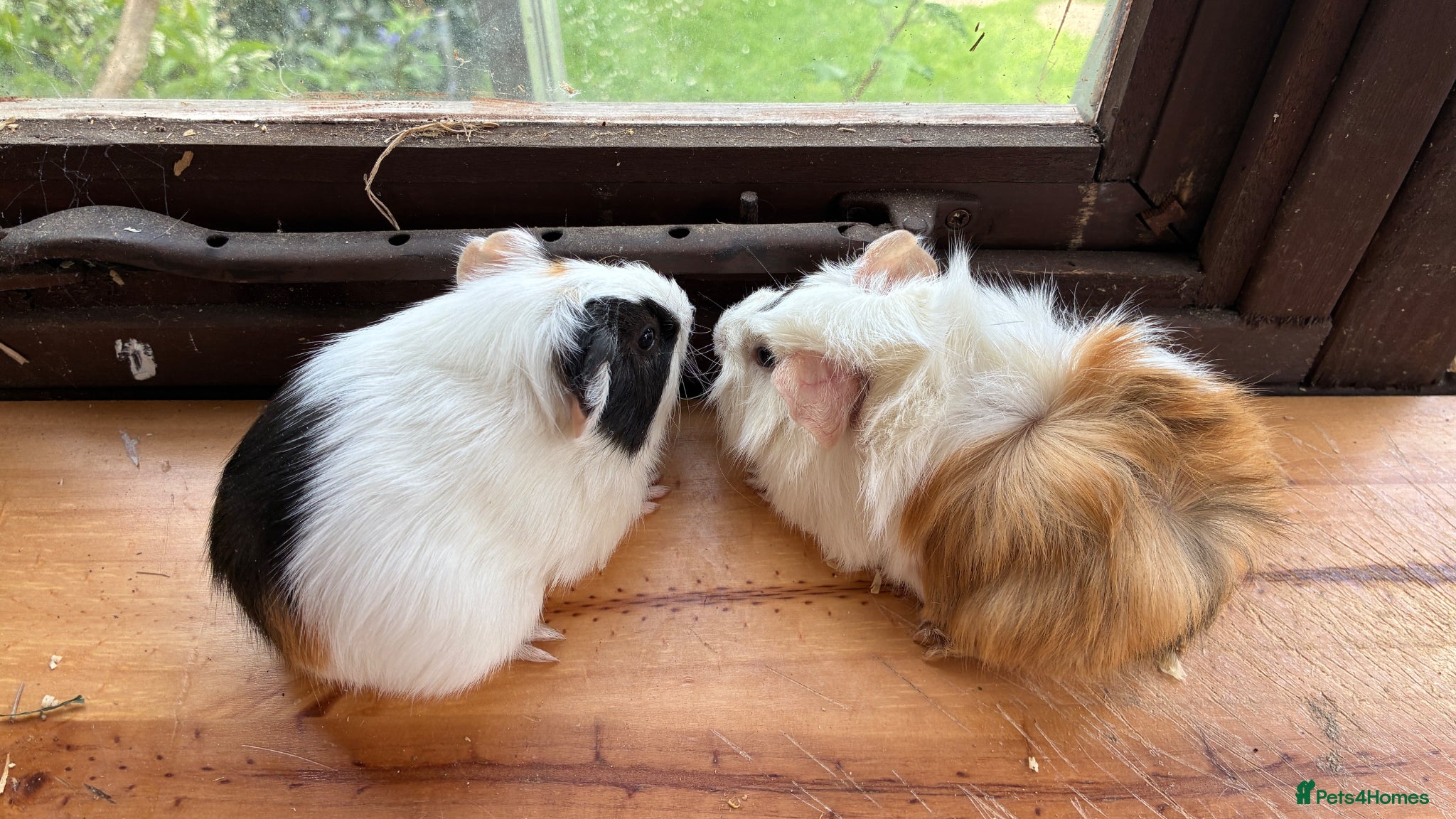 Guinea Pig rodents  1 Male and  1Female Guinea pigs   For Sale - Advert 21