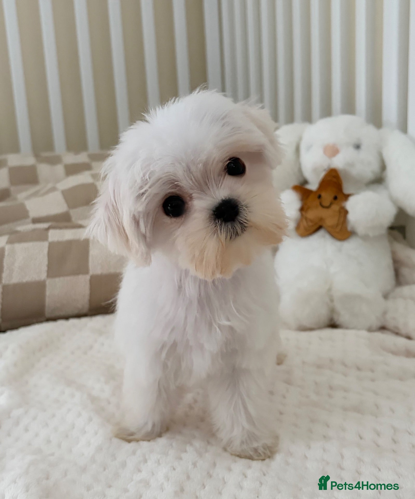 Maltese dogs KC Korean line toy/mini maltese puppies - Advert 2