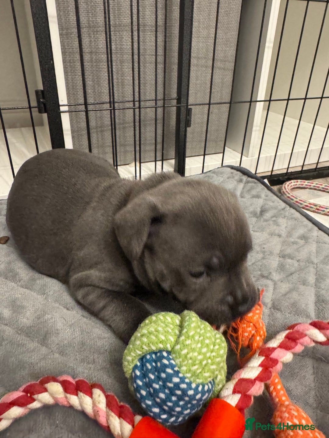 Staffordshire Bull Terrier dogs for sale: STUNNING KC REGISTERED BLUE STAFFY PUPS - Advert 12