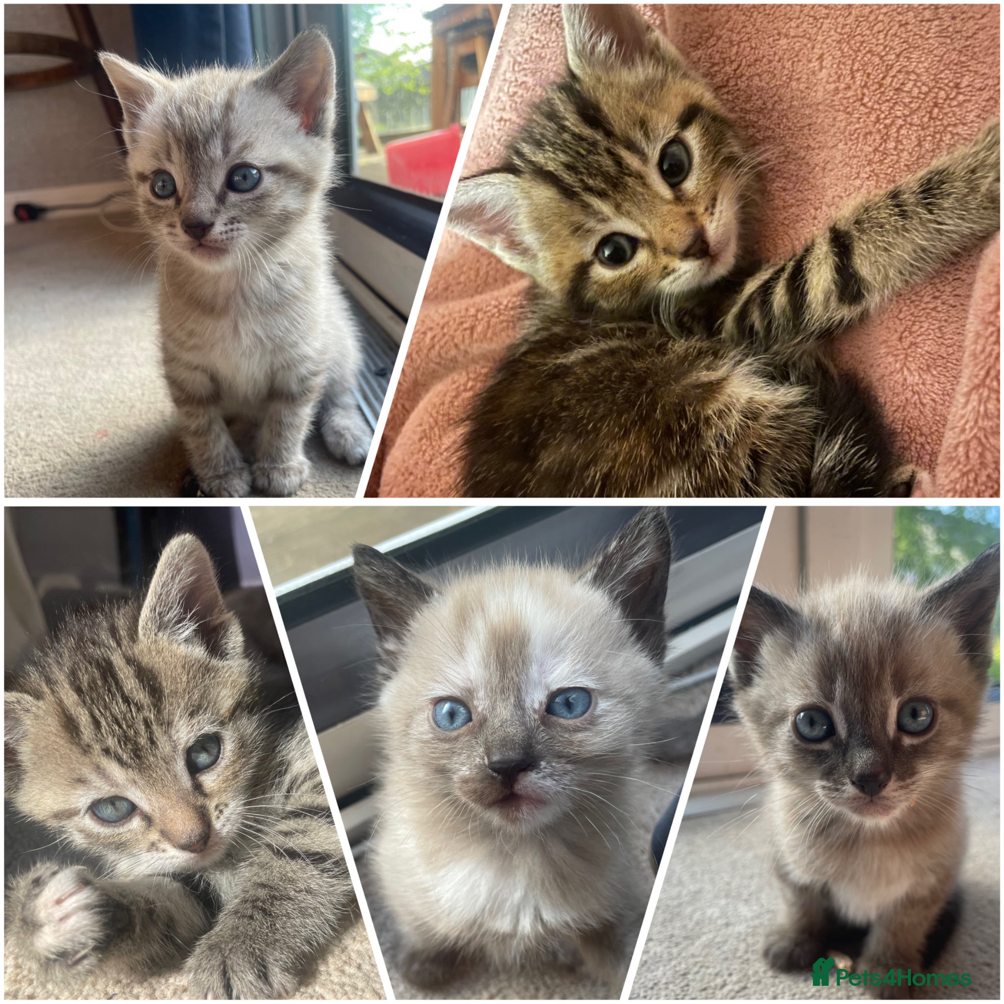 Mixed Breed cats Bengal and Russian Blue Mixed Kittens - Advert 7