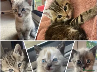 Mixed Breed cats Bengal and Russian Blue Mixed Kittens - Advert 2
