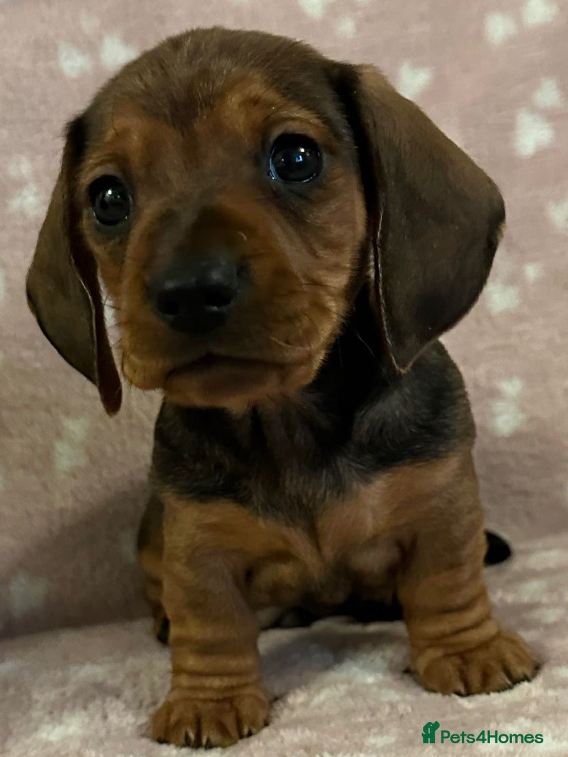 Miniature Dachshund dogs KC Reg Miniature Smooth Dachshund   - Advert 2