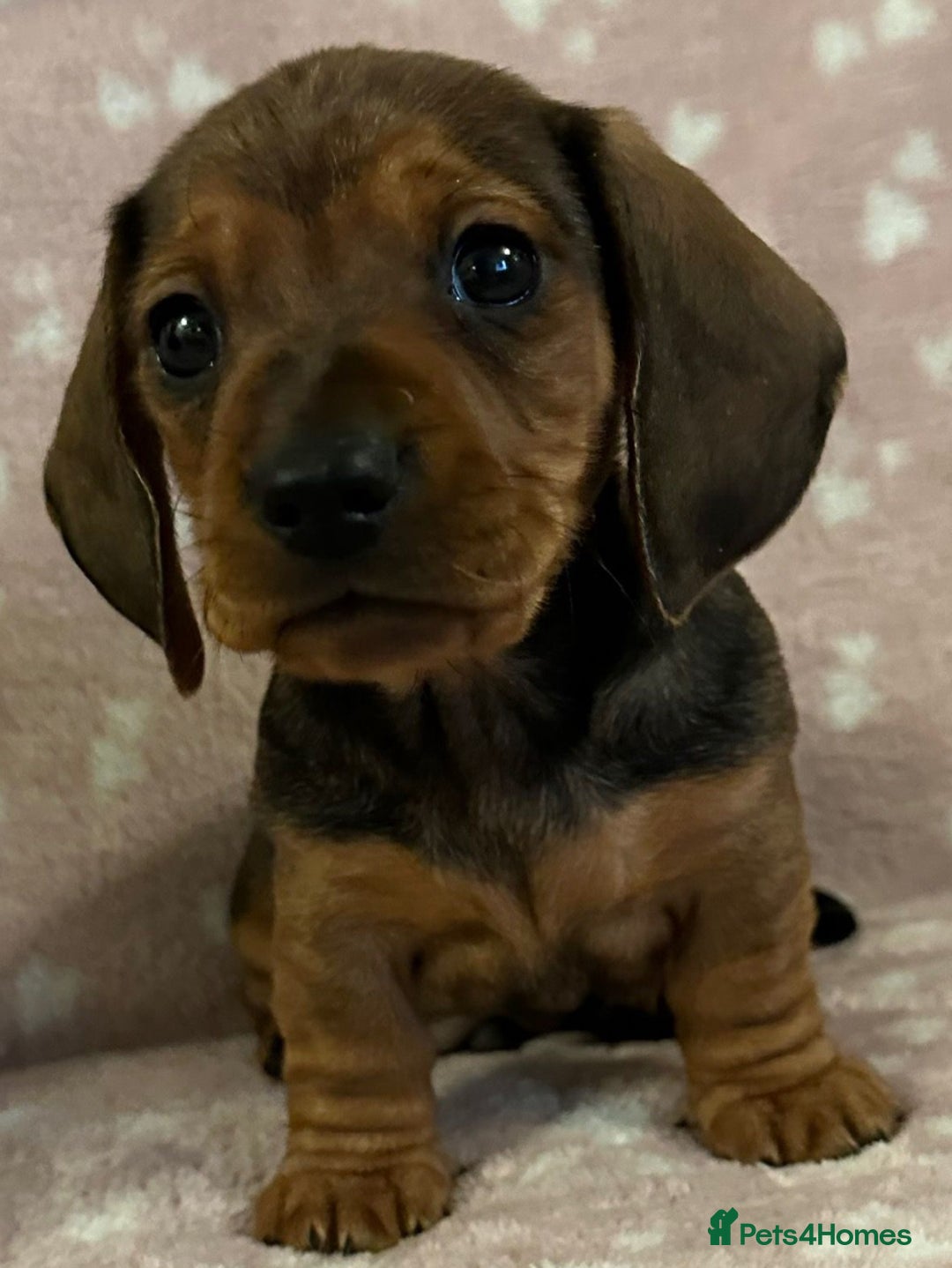 Miniature Dachshund dogs for sale: KC Reg Miniature Smooth Dachshund   - Advert 1