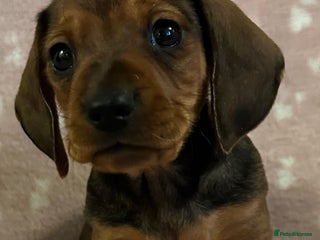 Miniature Dachshund dogs KC Reg Miniature Smooth Dachshund - Advert 2