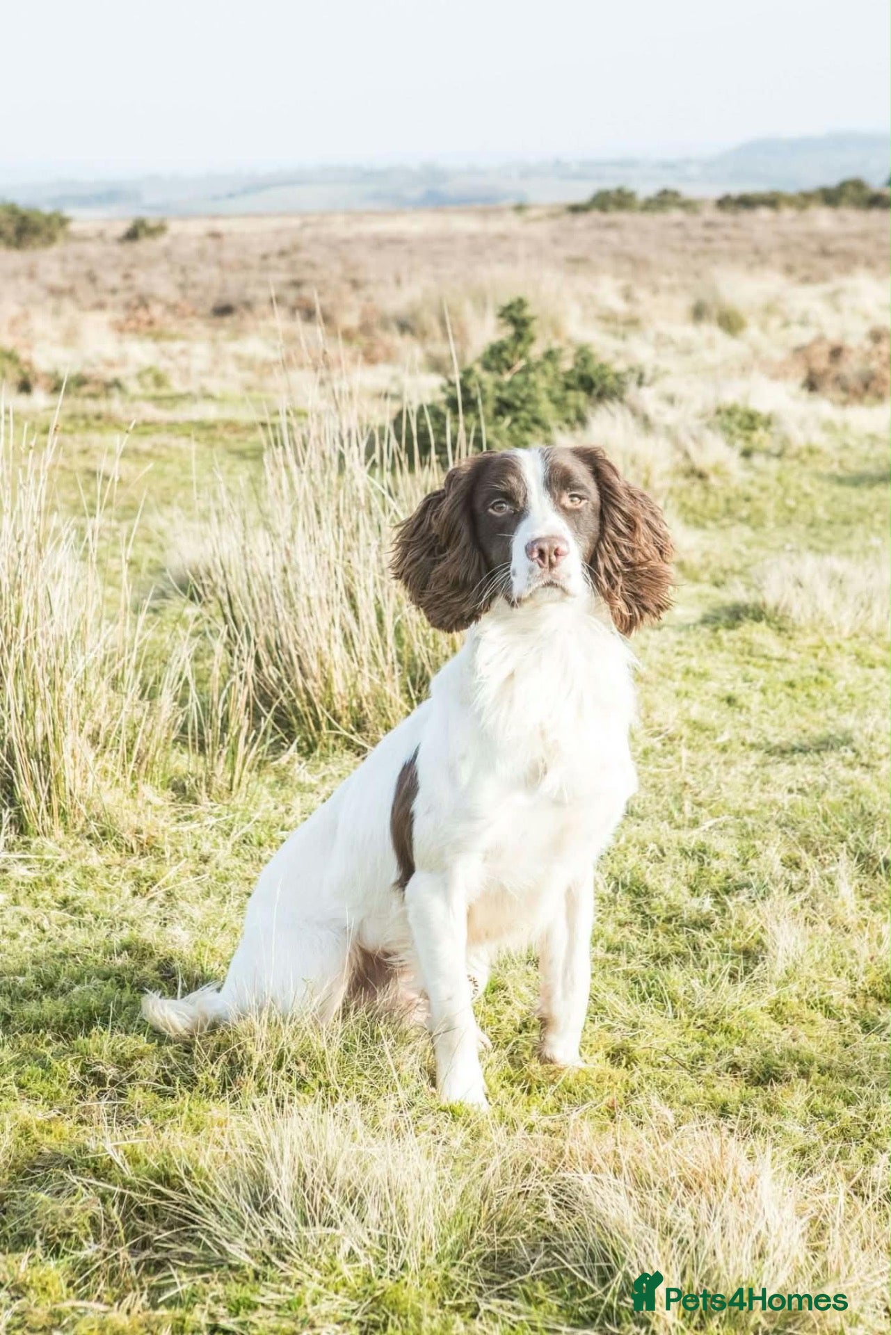 English Springer Spaniel dogs KC Champion bred Springer Spaniels - Advert 2