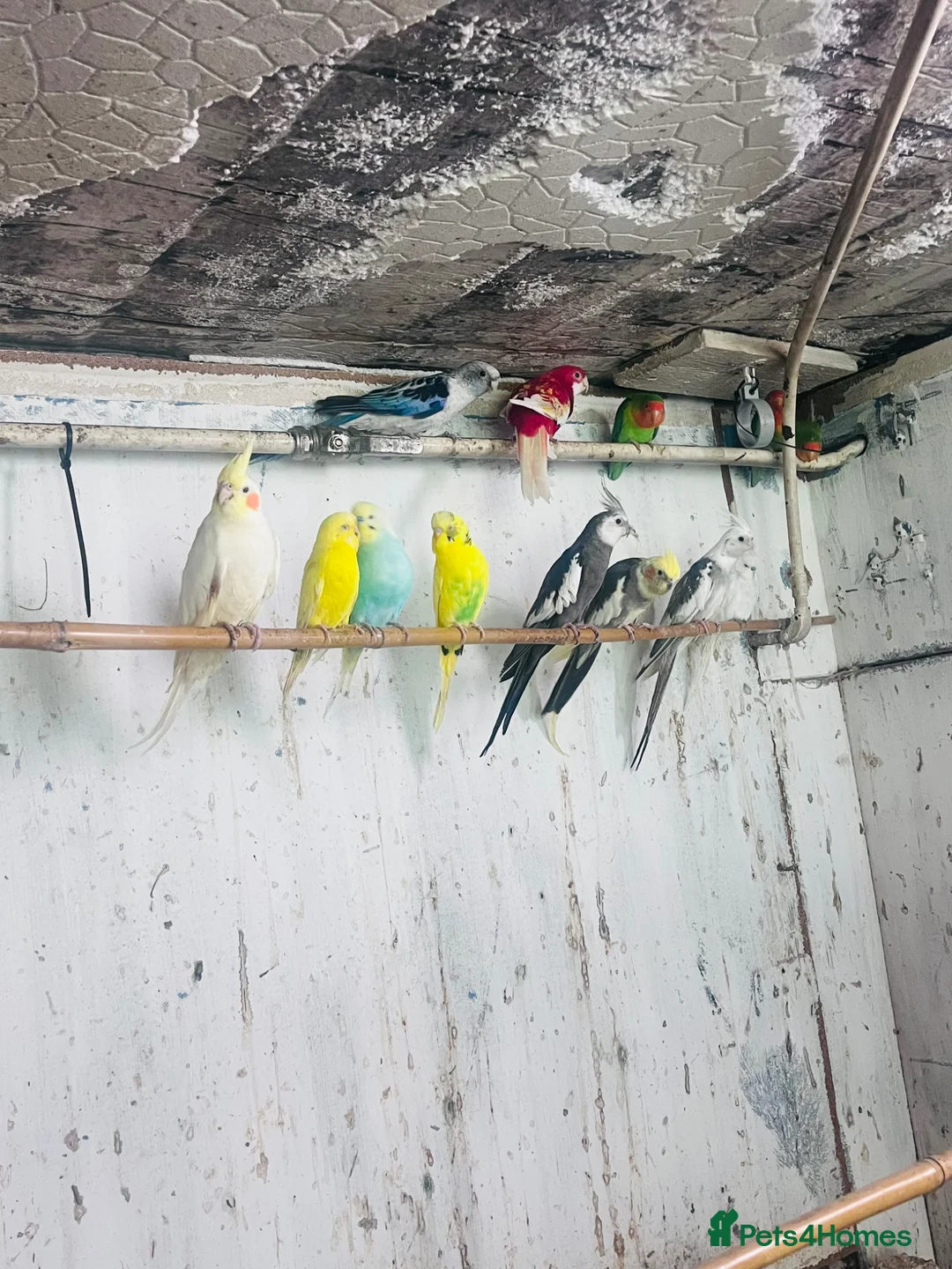 Lovebirds birds for sale: Mixed bird’s  in Prenton - Advert 2