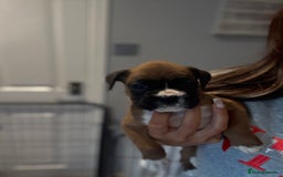 Boxer dogs for sale: Gorgeous Kc Boxer Puppies - Image 16