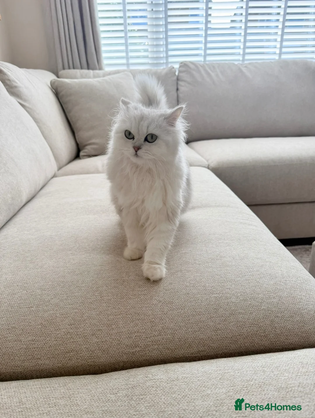 Persian cats for sale: Ready now - Persian x Maine coon kittens  - Advert 2
