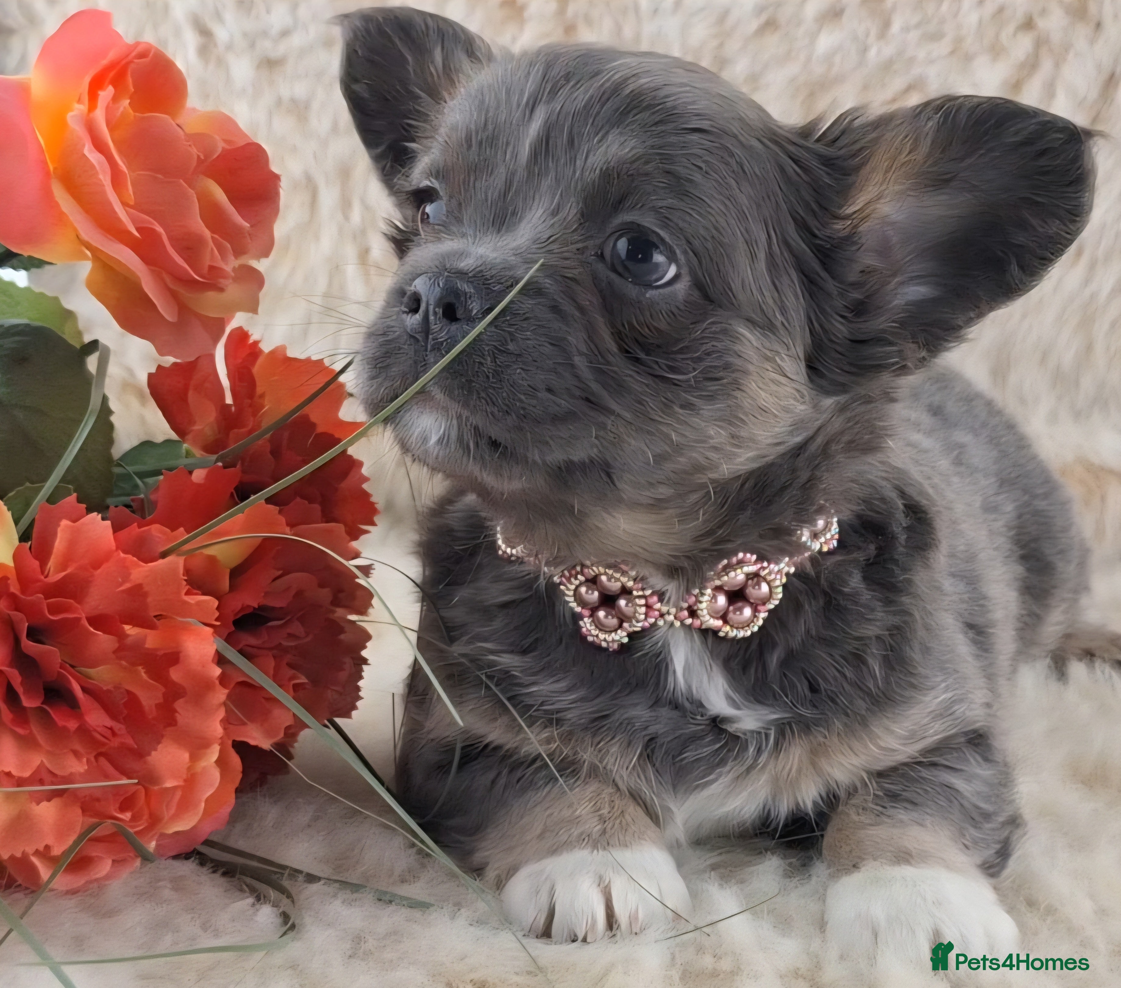 Chihuahua dogs  Chihuahua X French Bulldog Puppies  - Advert 1