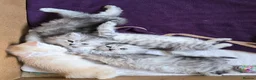 British Longhair cats for sale: Most Beautiful British Longhair Kittens - Advert 37