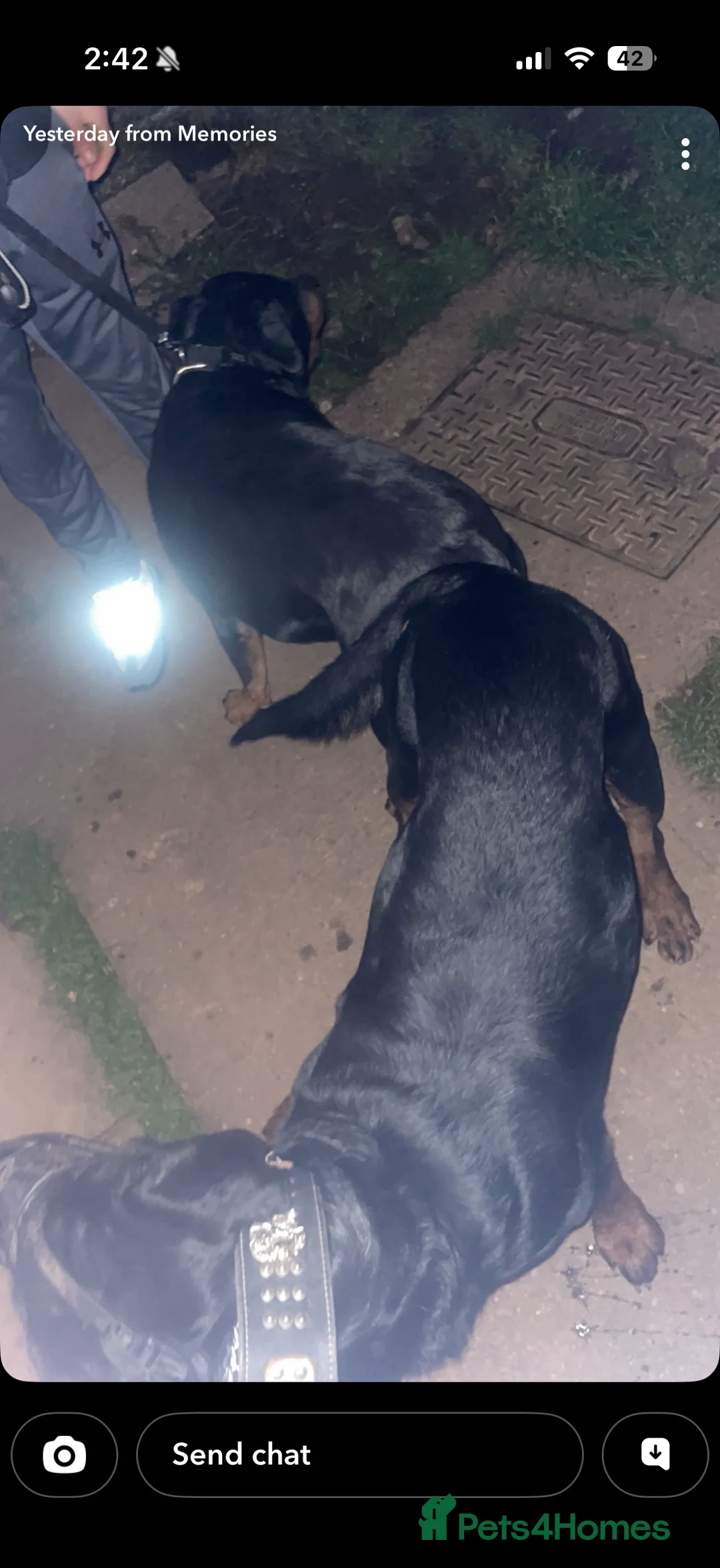 Rottweiler dogs for stud: Rottweiler stud  - Advert 5