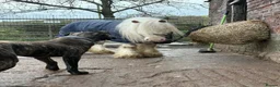 Mixed Breed dogs for sale: Rescue Dogs searching for their forever homes - Advert 3