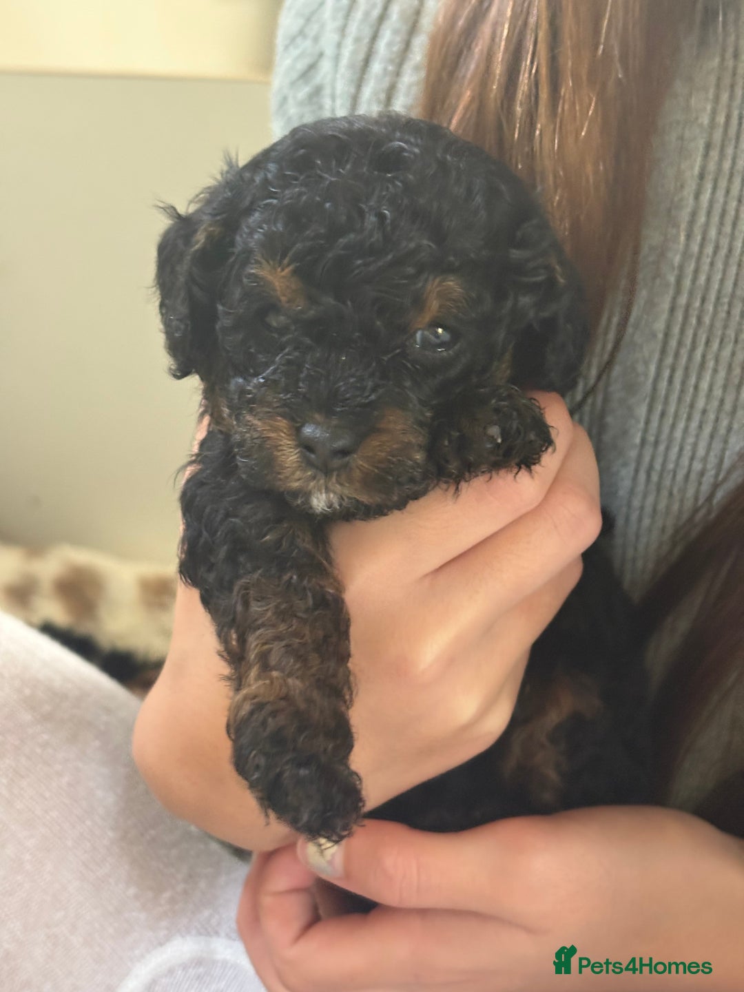 Cavapoo dogs for sale: 2 adorable male Cavapoo Puppies ! 🐾 - Image 27