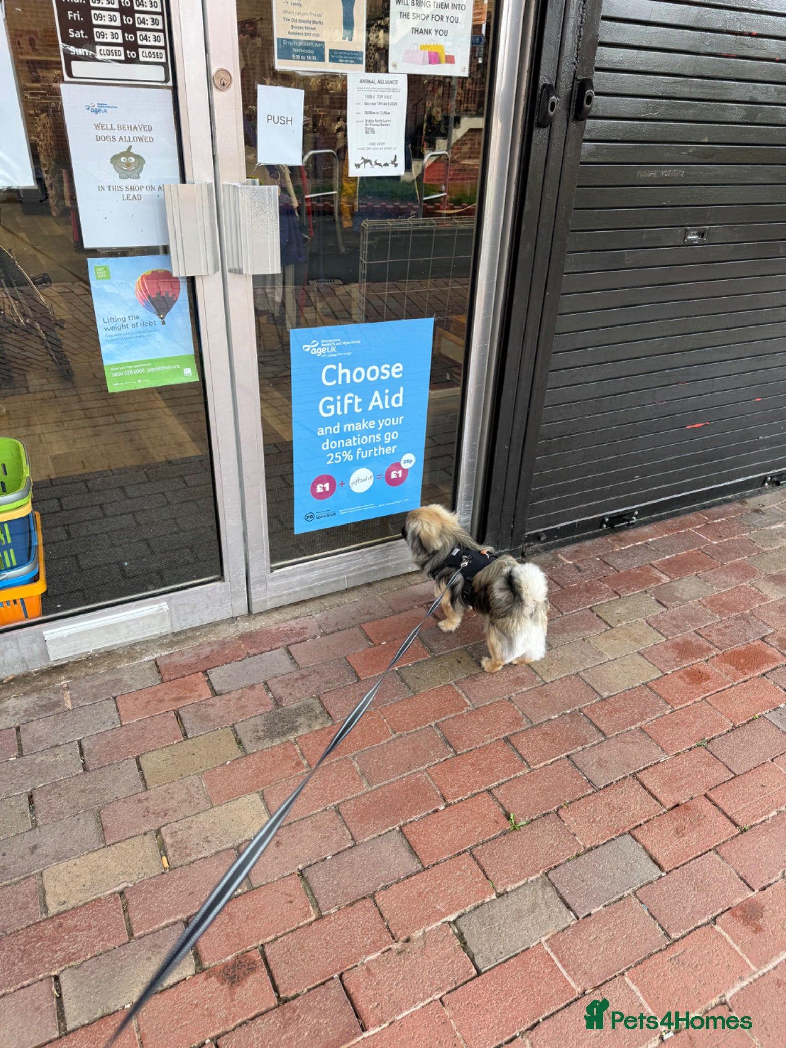 Pekingese dogs for sale: Ted is 17 months - Advert 4