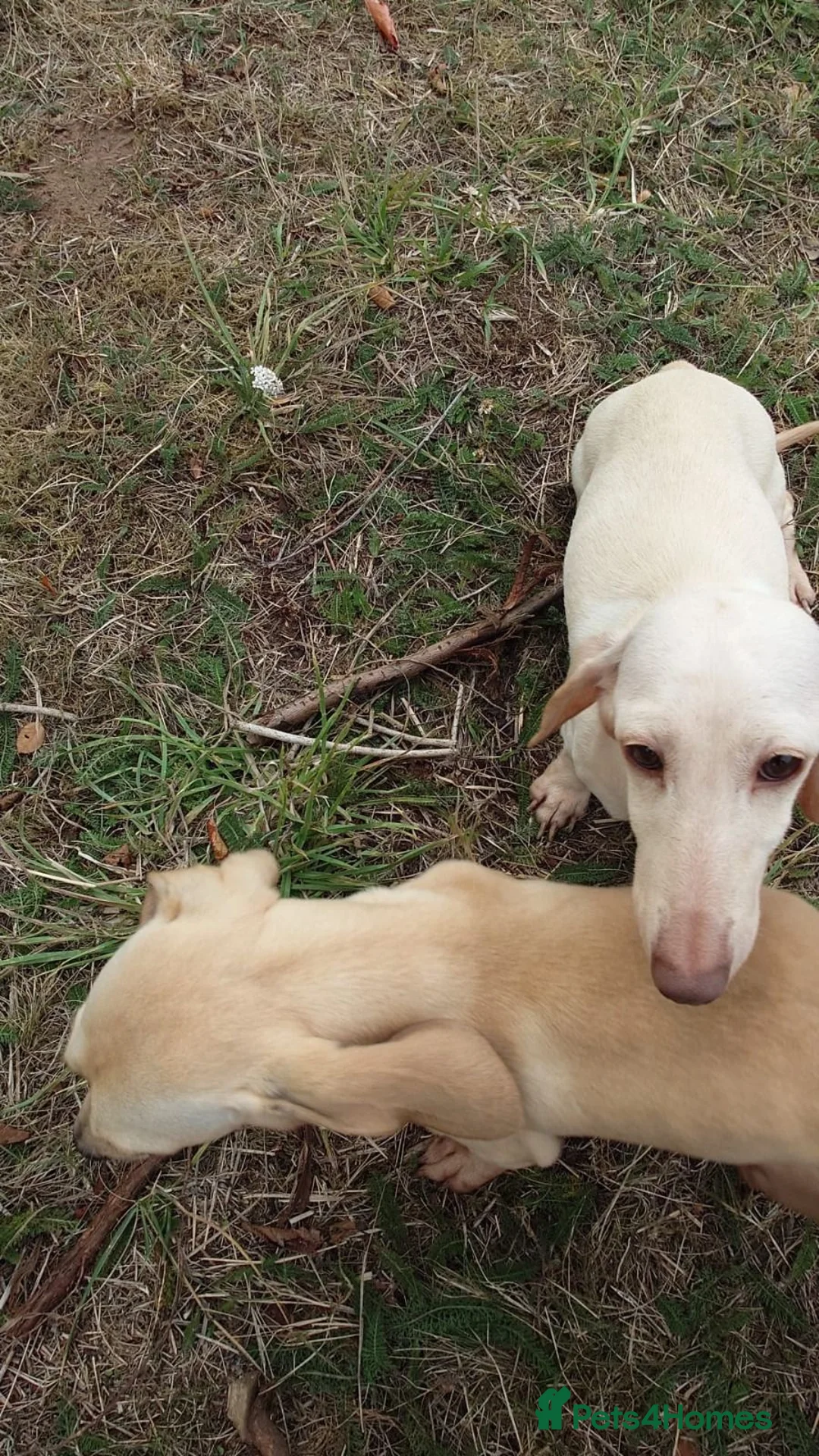 Miniature Dachshund dogs for sale: Girl and boy cream miniature dachshunds  - Advert 1