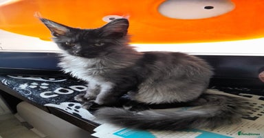 Maine Coon cats black smoke boy TICA maine coon - Advert 9