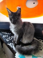 Maine Coon cats black smoke boy TICA maine coon - Advert 9