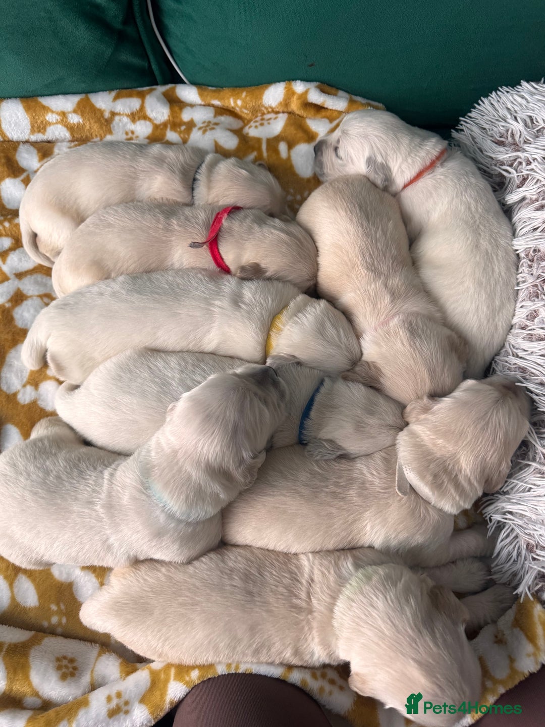Golden Retriever dogs for sale: Champion line-KC Reg. Golden Retriever Puppies💖💙 - Advert 13