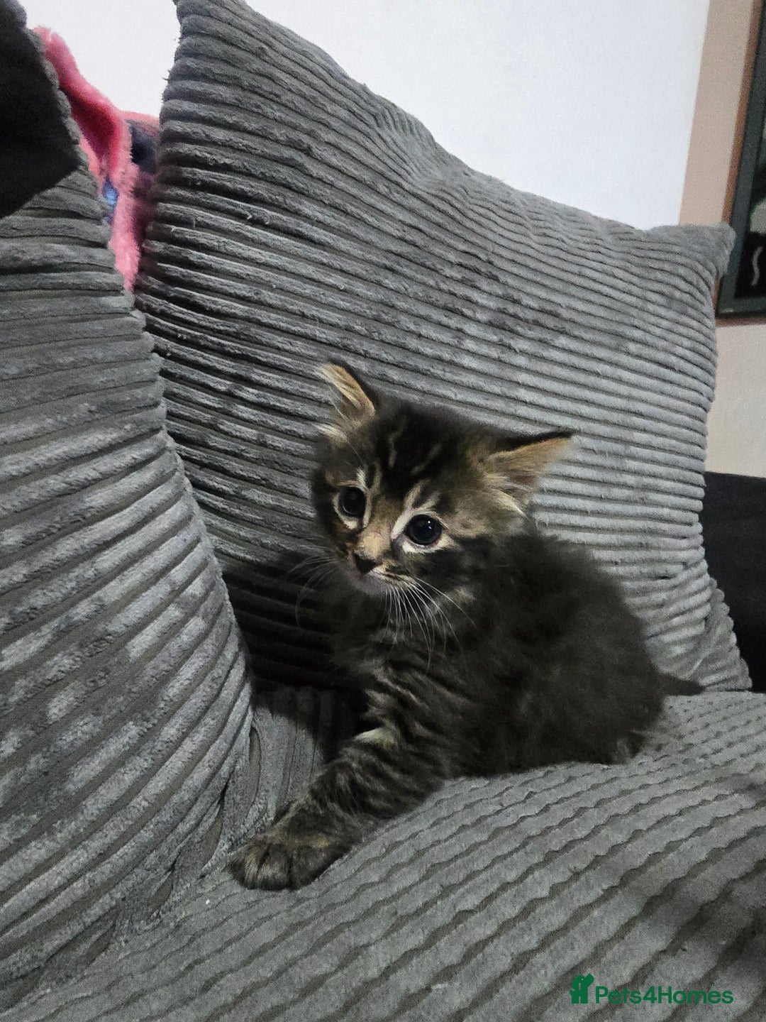 Mixed Breed cats for sale: Beautiful Kittens looking for forever homes - Advert 3