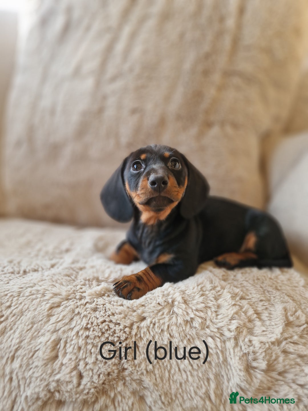 Miniature Dachshund dogs for sale: 🐾 Miniature Dachshund Puppies for Sale 🐾 - Advert 8