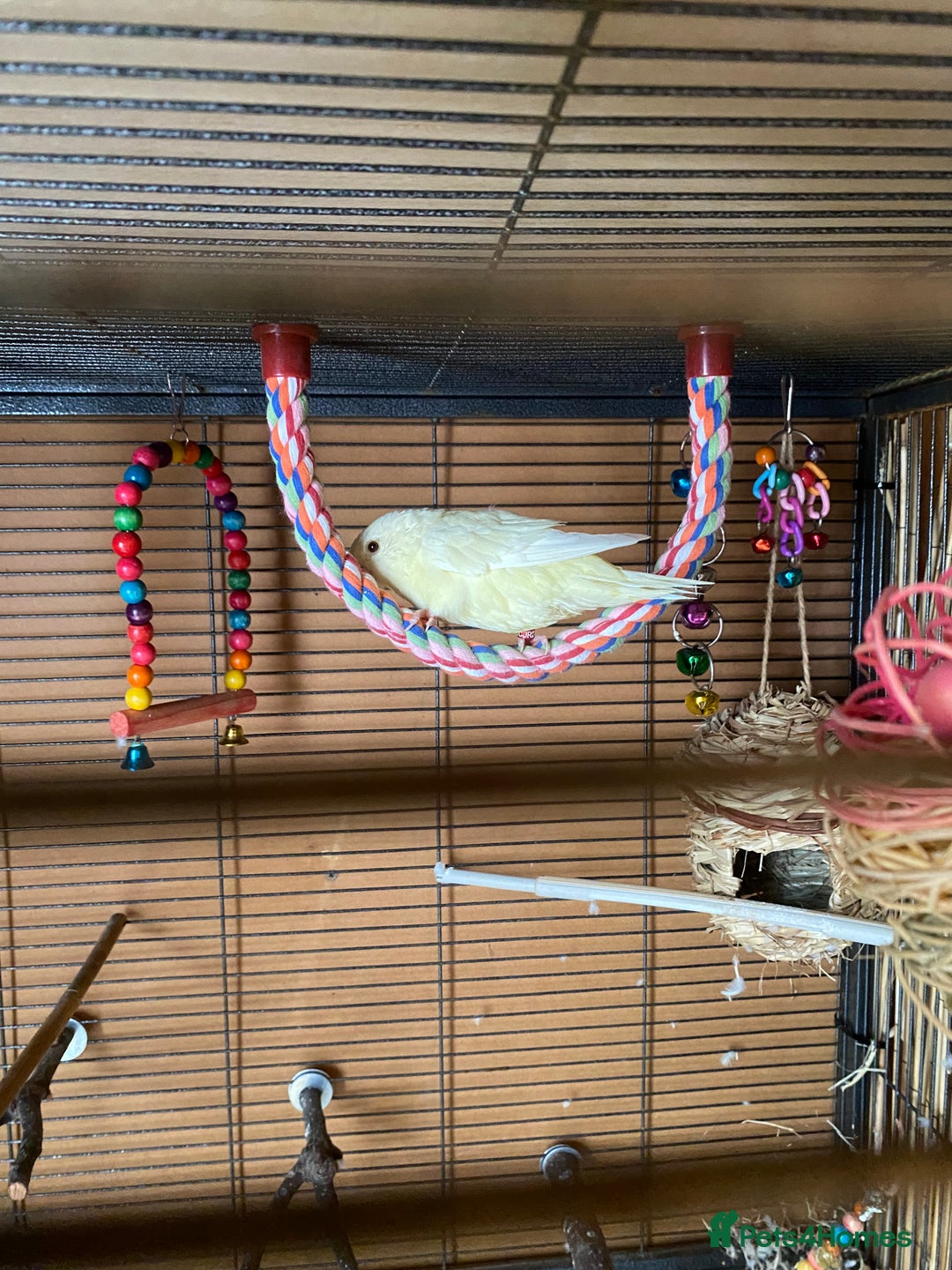 Parakeets birds for sale: Yellow lineolated parakeet  - Image 3