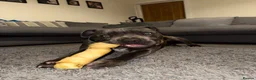 Mixed Breed dogs for sale: Oakley 🐶 Staffy x Cane Corso (11 Months Old) - Advert 3