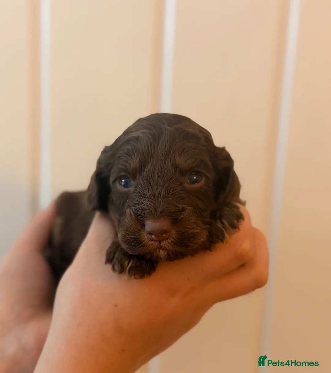 Cockapoo dogs for sale: LAST BOY REDUCED- Health Tested toy cockerpoos  - Advert 30