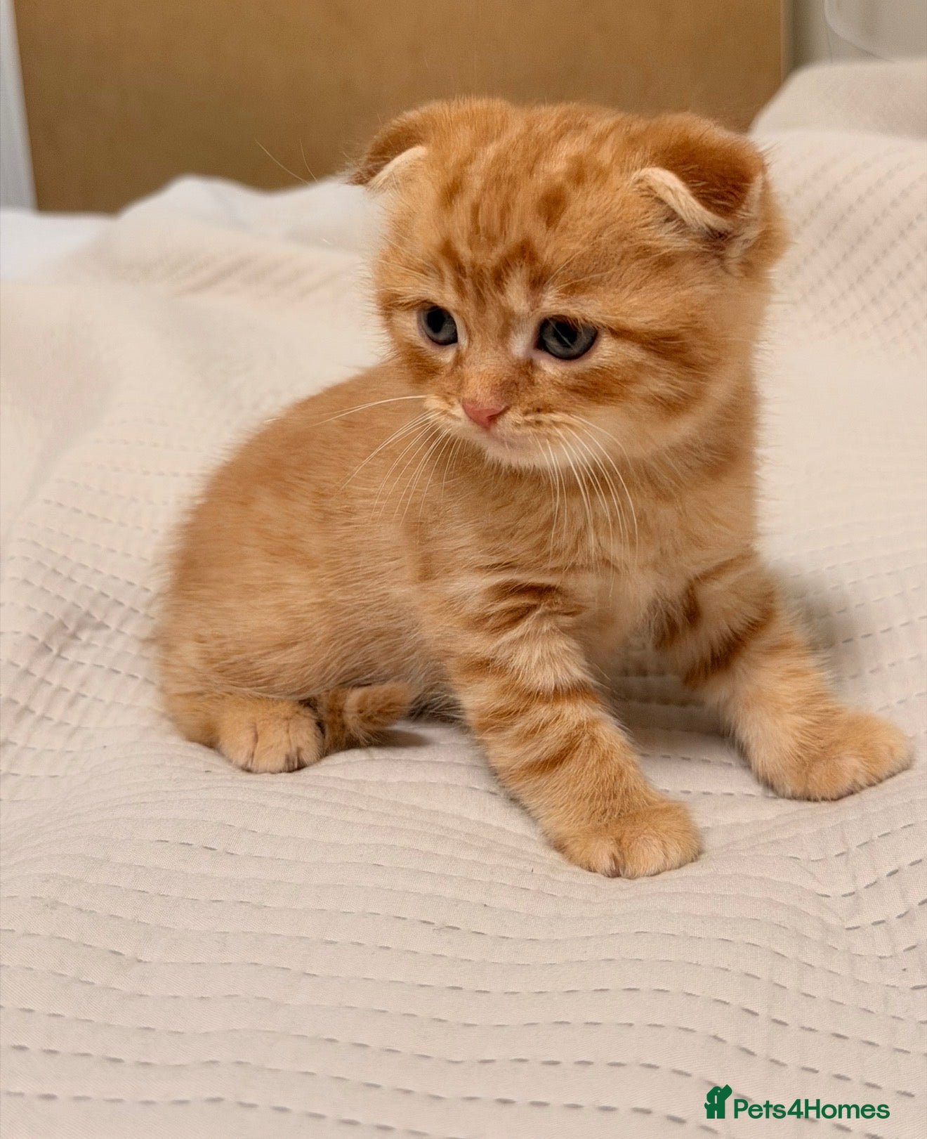 Scottish Fold cats Scottish Folds & Straights  - Advert 1