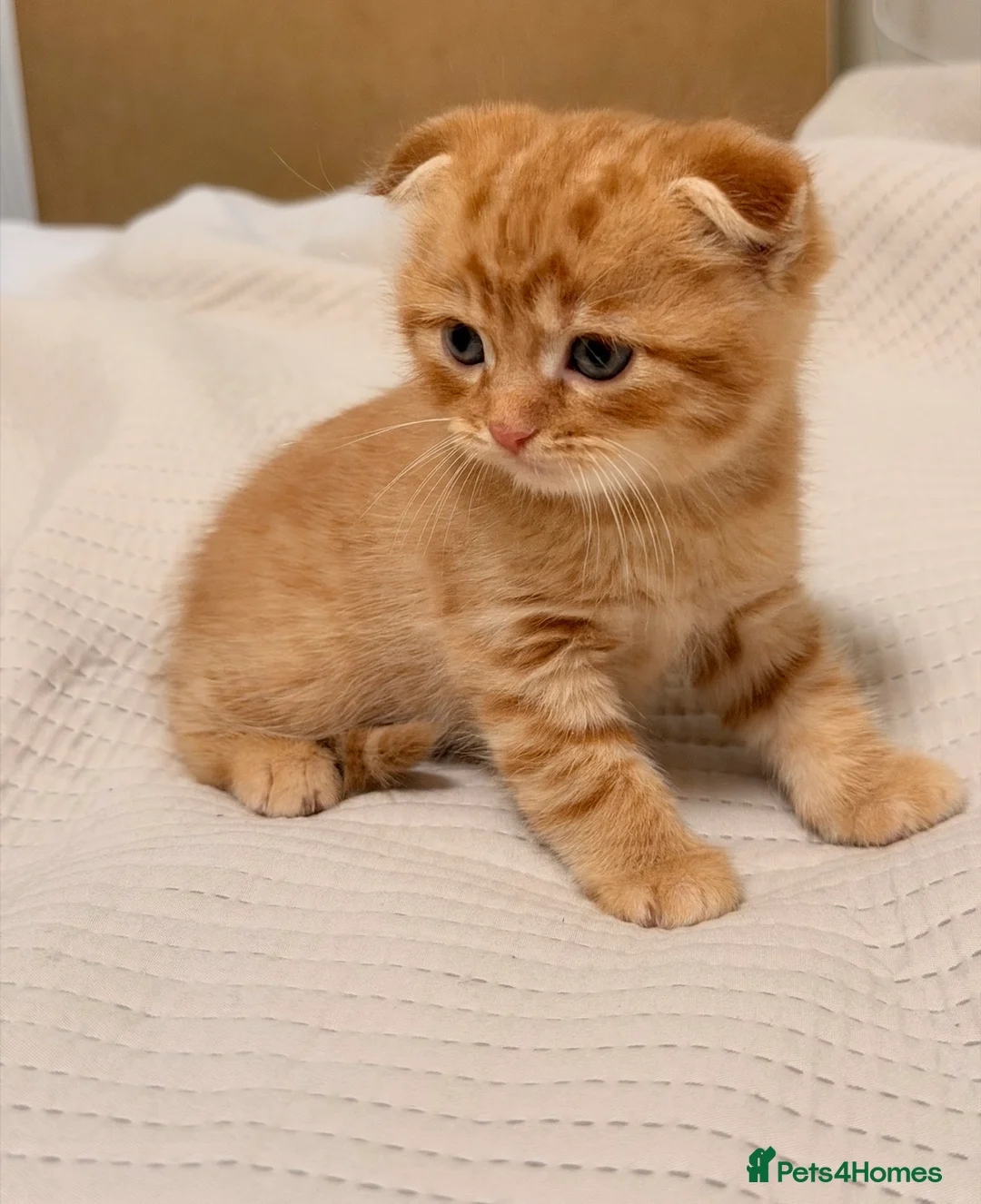 Scottish Fold cats for sale: Scottish Folds & Straights  - Advert 1