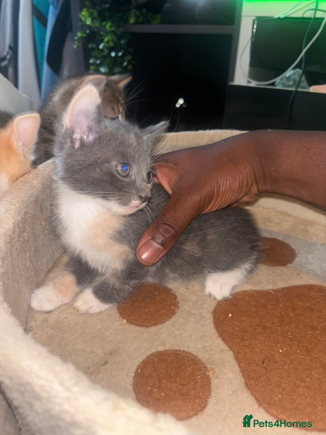 British Shorthair cats for sale: Kittens For Sale - Image 12