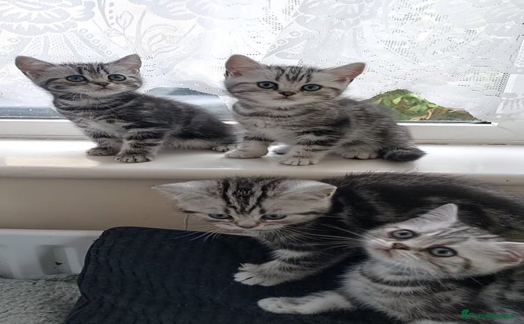 British Shorthair cats in Rochester - Advert 3