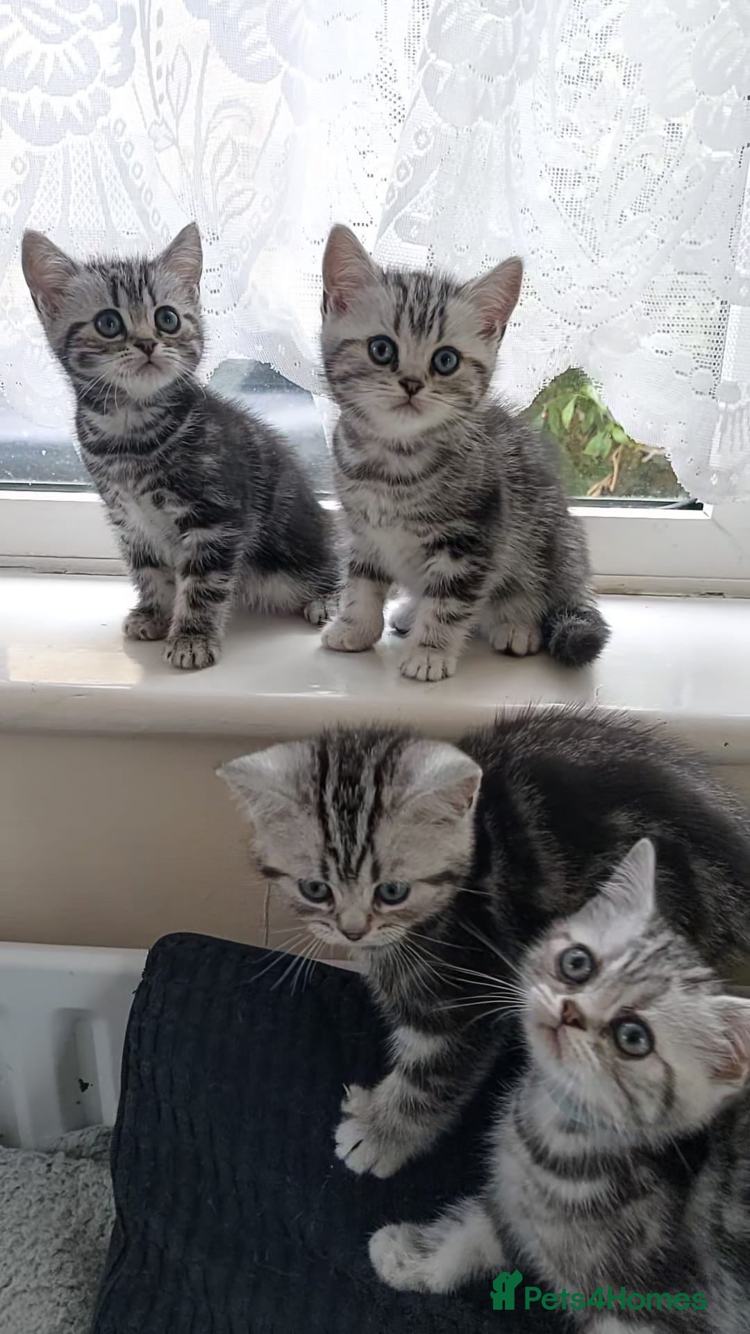 British Shorthair cats for sale: Silver Tabby kittens  in Rochester - Image 2
