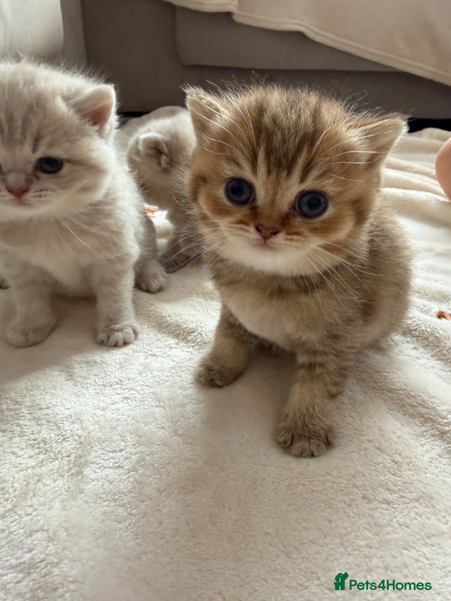 Scottish Fold cats Exceptional litter of Scottish fold/ straight😍😍 - Advert 1