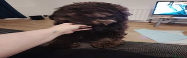 Cockapoo Puppy 1
