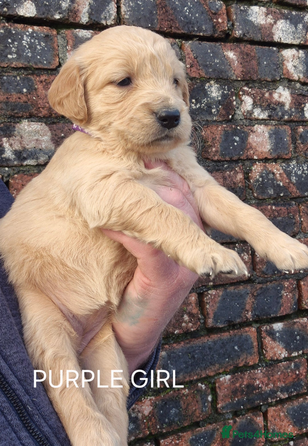 Golden Retriever dogs for sale: KC GOLDEN RETRIEVER PUPPIES HEALTH SCORED PARENTS  - Advert 6