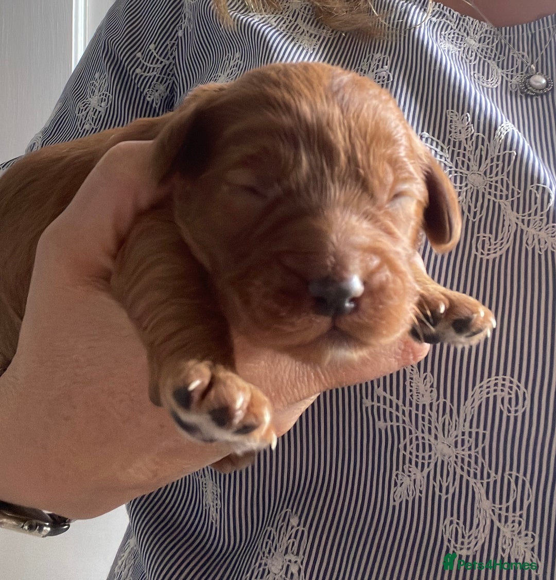 Cockapoo dogs for sale: F1 Cockapoo Red, Apricot. Health & genetic test - Image 14