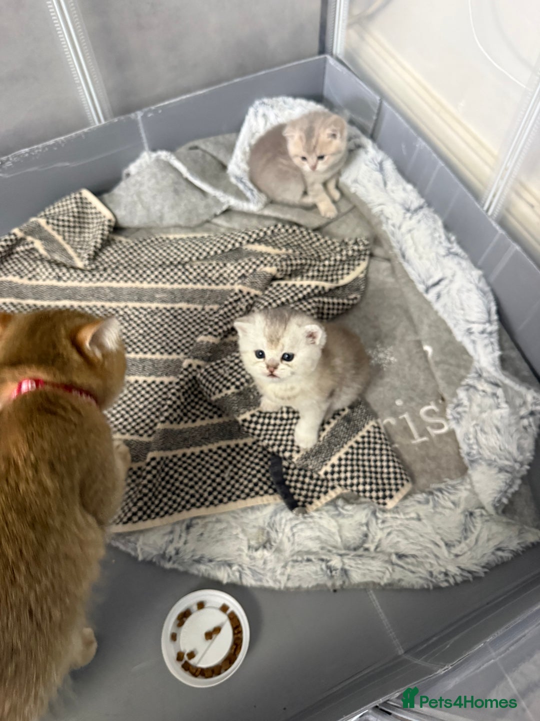 British Shorthair cats for sale: British shorthair silver tipped - Advert 4