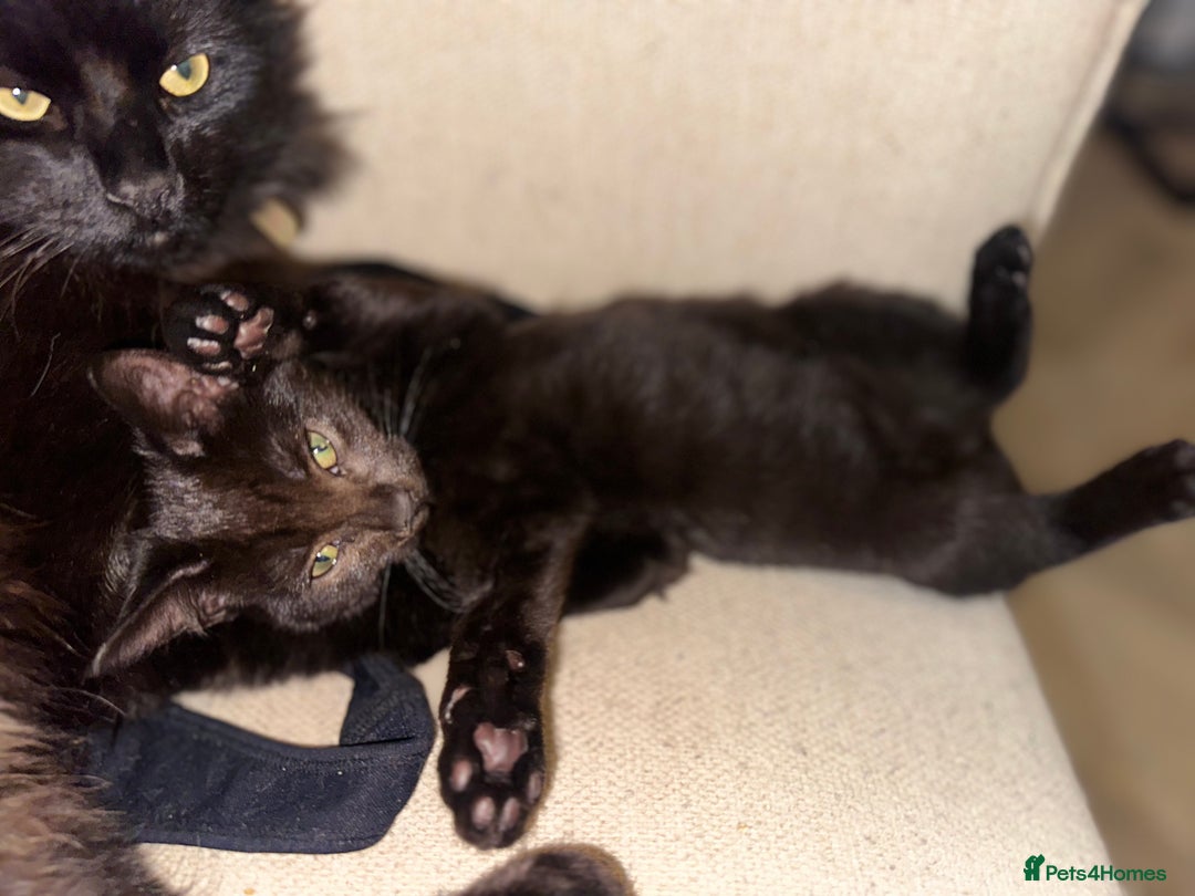 Mixed Breed cats for sale: Tabby and black kittens  - Advert 26