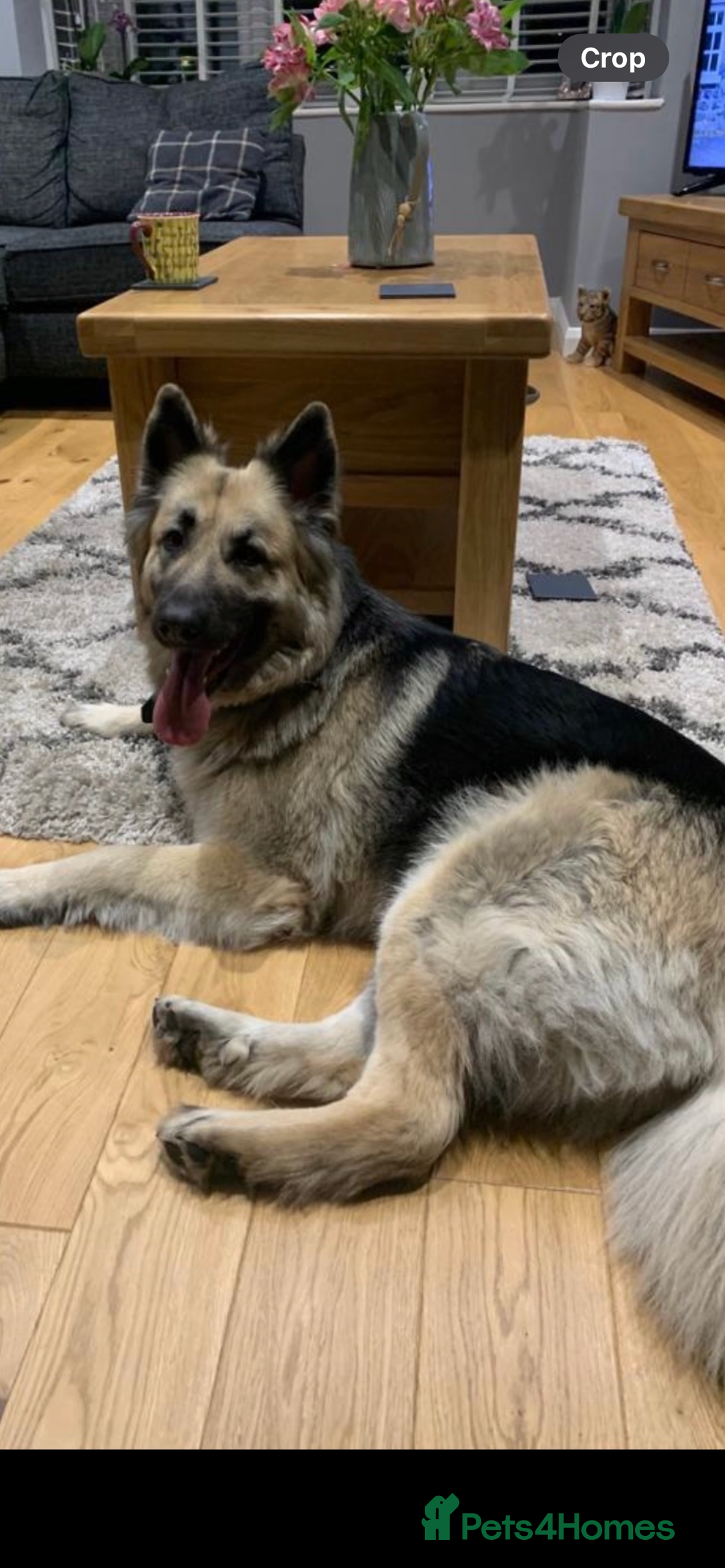 German Shepherd dogs for sale: German Shepherd Puppies Boys / Girls - Image 3