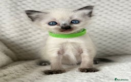 Ragdoll cats for sale: Stunning ragdoll kittens for sale  - Image 20