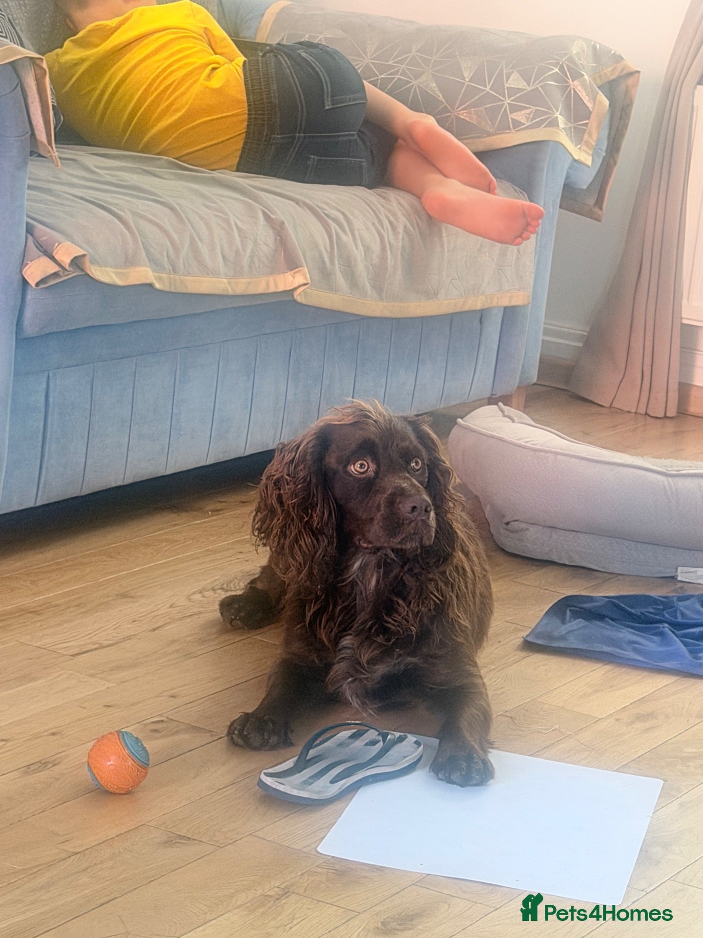 Cocker Spaniel dogs Giggly - Advert 9