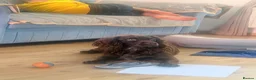 Cocker Spaniel dogs for stud: Giggly in Weston-super-Mare - Advert 1