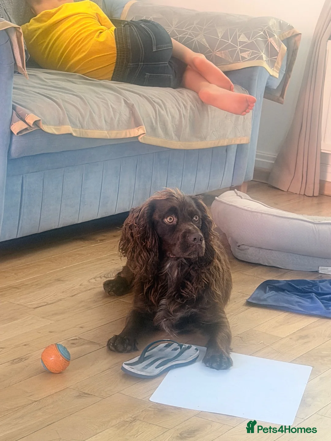 Cocker Spaniel dogs for stud: Giggly in Weston-super-Mare - Advert 1