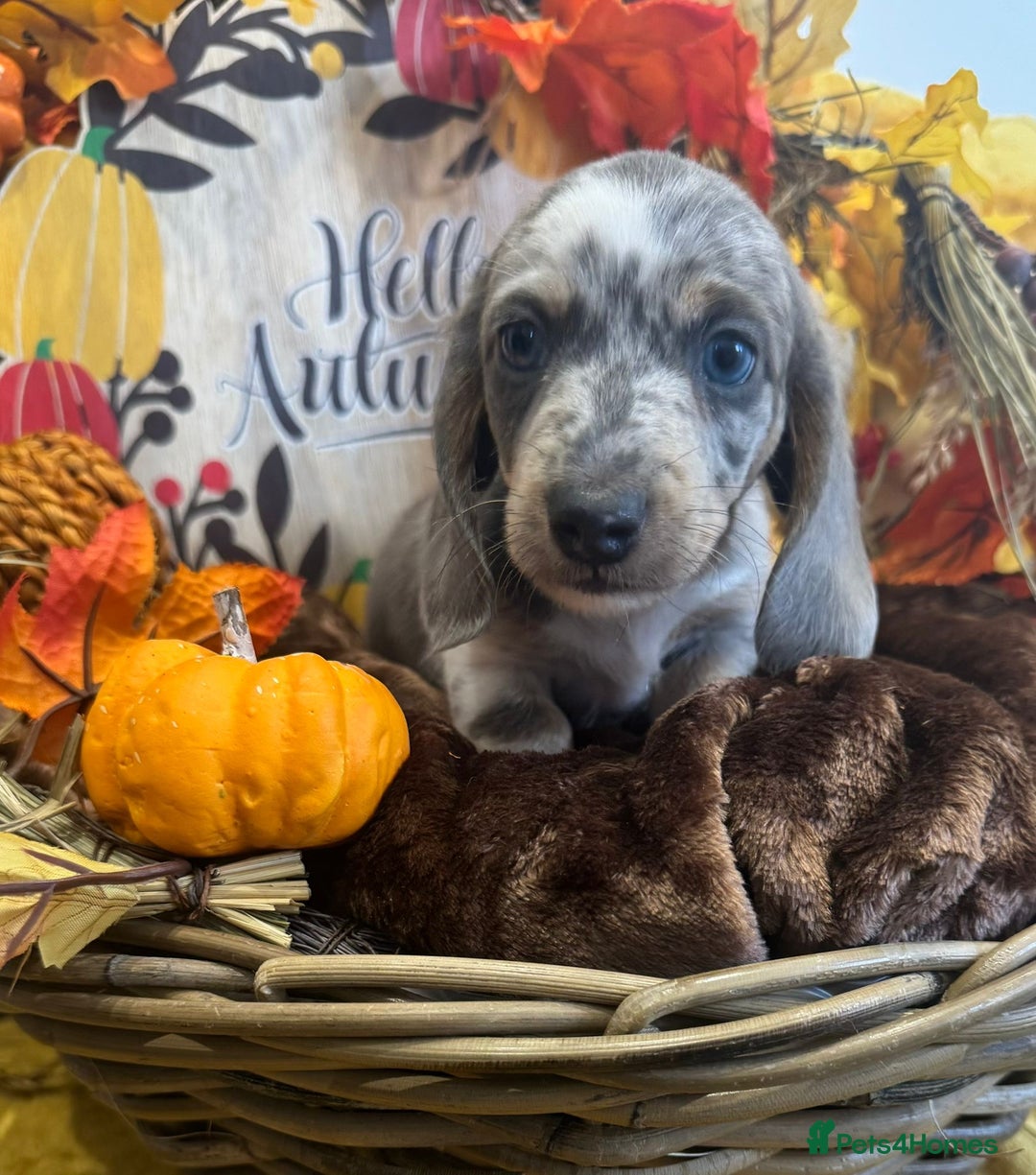 Miniature Dachshund dogs for sale: Miniature dachshunds - Advert 13