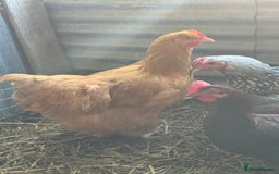 Chickens poultry for sale: Buff Orpington Trio - Image 7