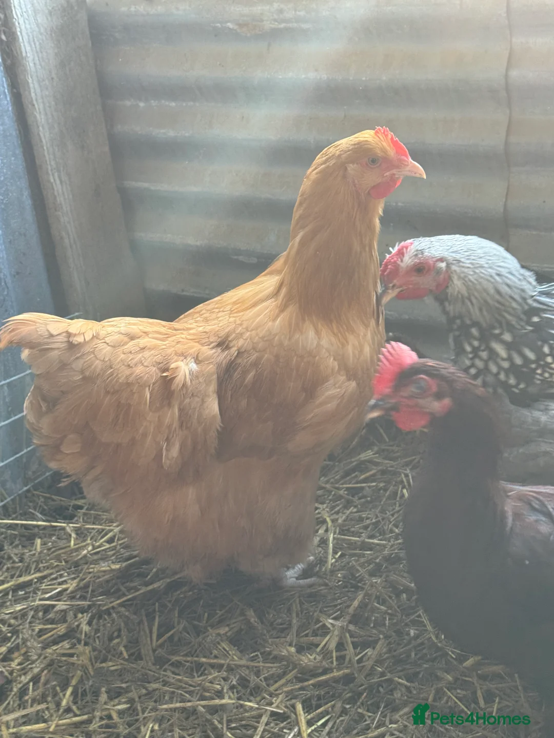 Chickens poultry for sale: Buff Orpington Trio - Advert 7